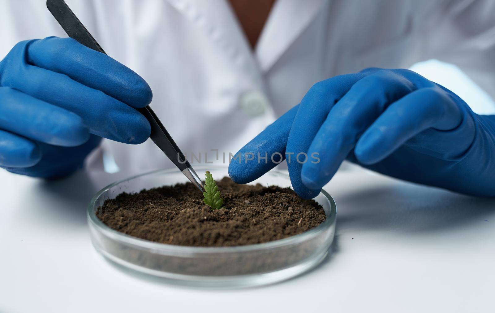 woman ecology agronomist flora flower potted soil. High quality photo