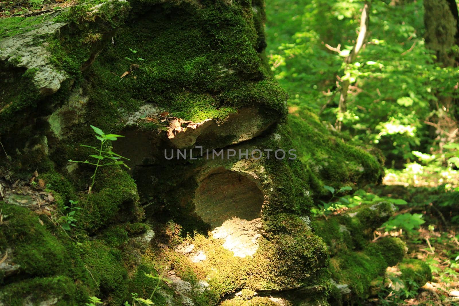 Beautiful green moss in the woods. Moss on the ground and a big snag.