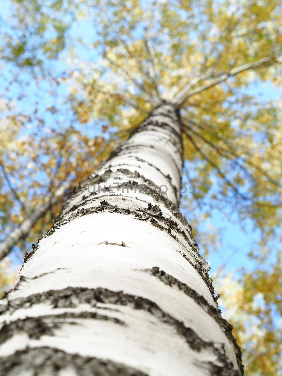 The trunk of the birch, the view from below. The crown of a tree, against a blue sky.