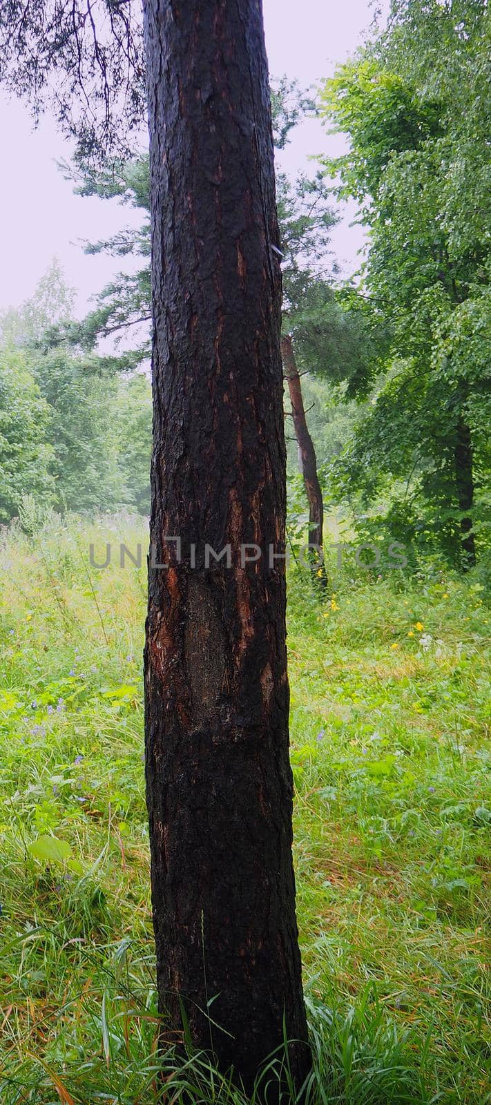 A beautiful trunk of a tall tree in a green clearing forest.