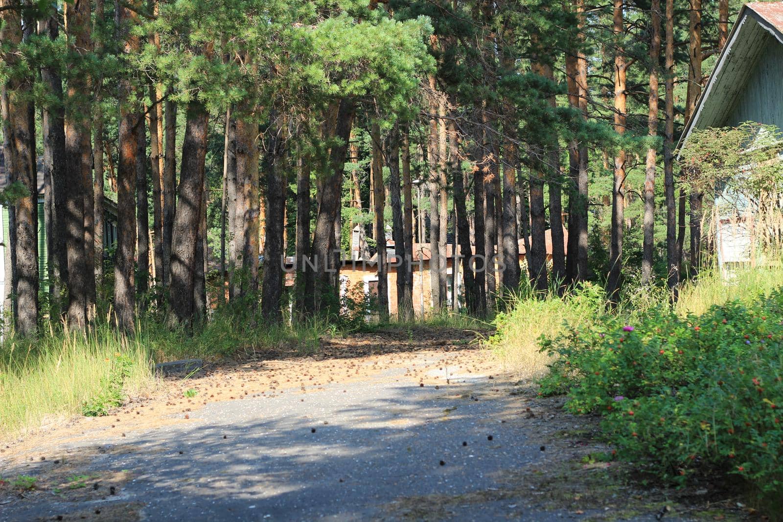 Abandoned wooden house in the woods. by Olga26