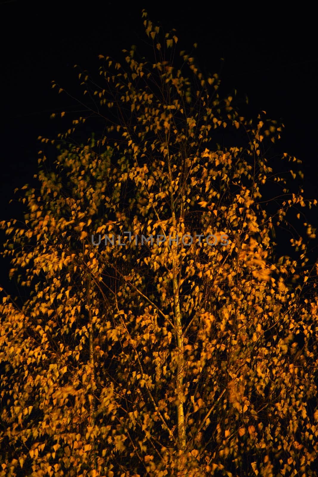 Golden autumn. A birch tree against the night sky. Yellow leaves on a tree. High quality photo