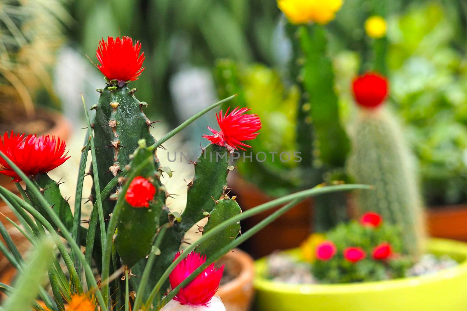 Beautiful flowering cacti, a collection of flowering cacti. by Olga26