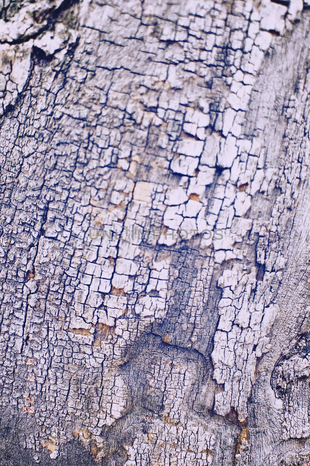 The natural texture of the tree bark. background bark of the tree. by Olga26