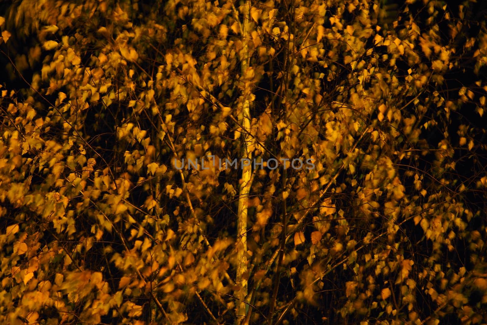 Golden autumn. A birch tree against the night sky. Yellow leaves on a tree. by Olga26