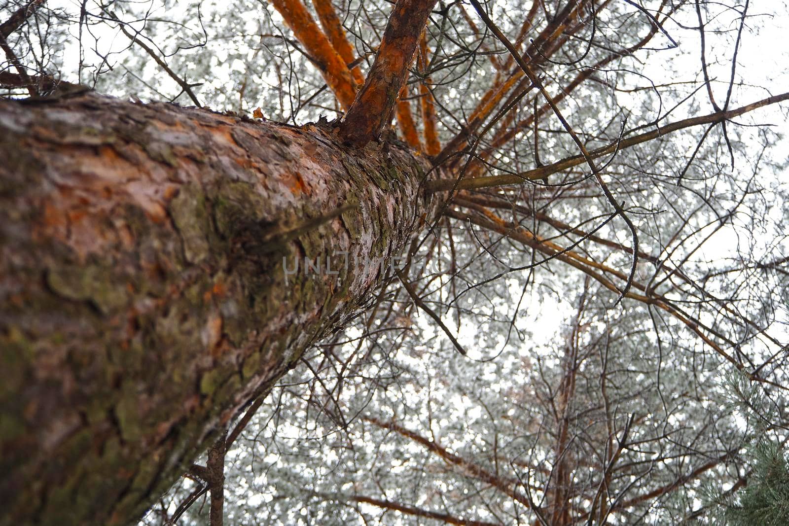 A big mahogany. A large conifer tree in the forest, with the texture of the trunk bark, the view from below. High quality photo