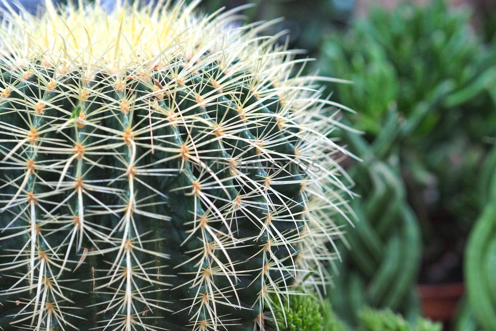 Big green cactus, isolated, close-up. by Olga26