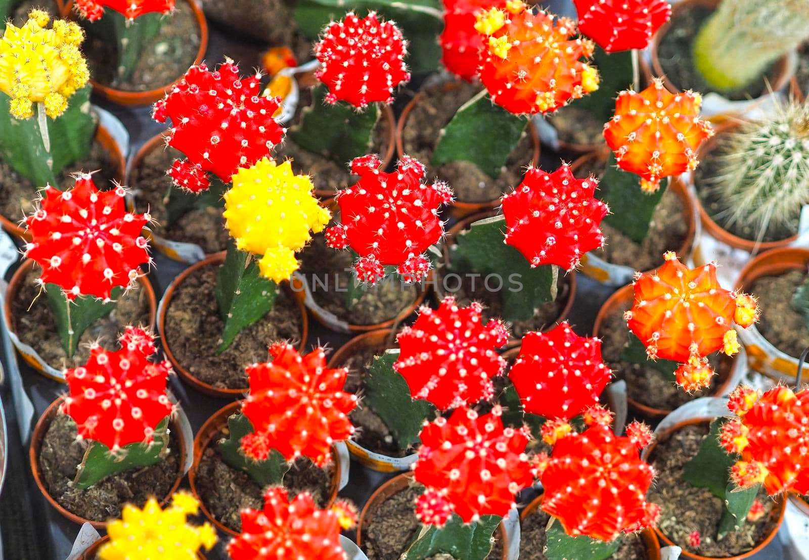 Beautiful flowering cacti, a collection of flowering cacti. by Olga26