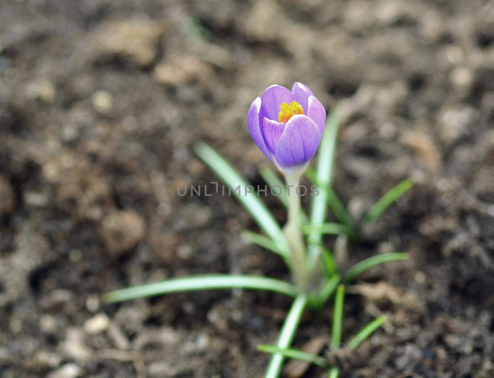 Growing spring purple giant crocus (Crocus vernus) in the soil.