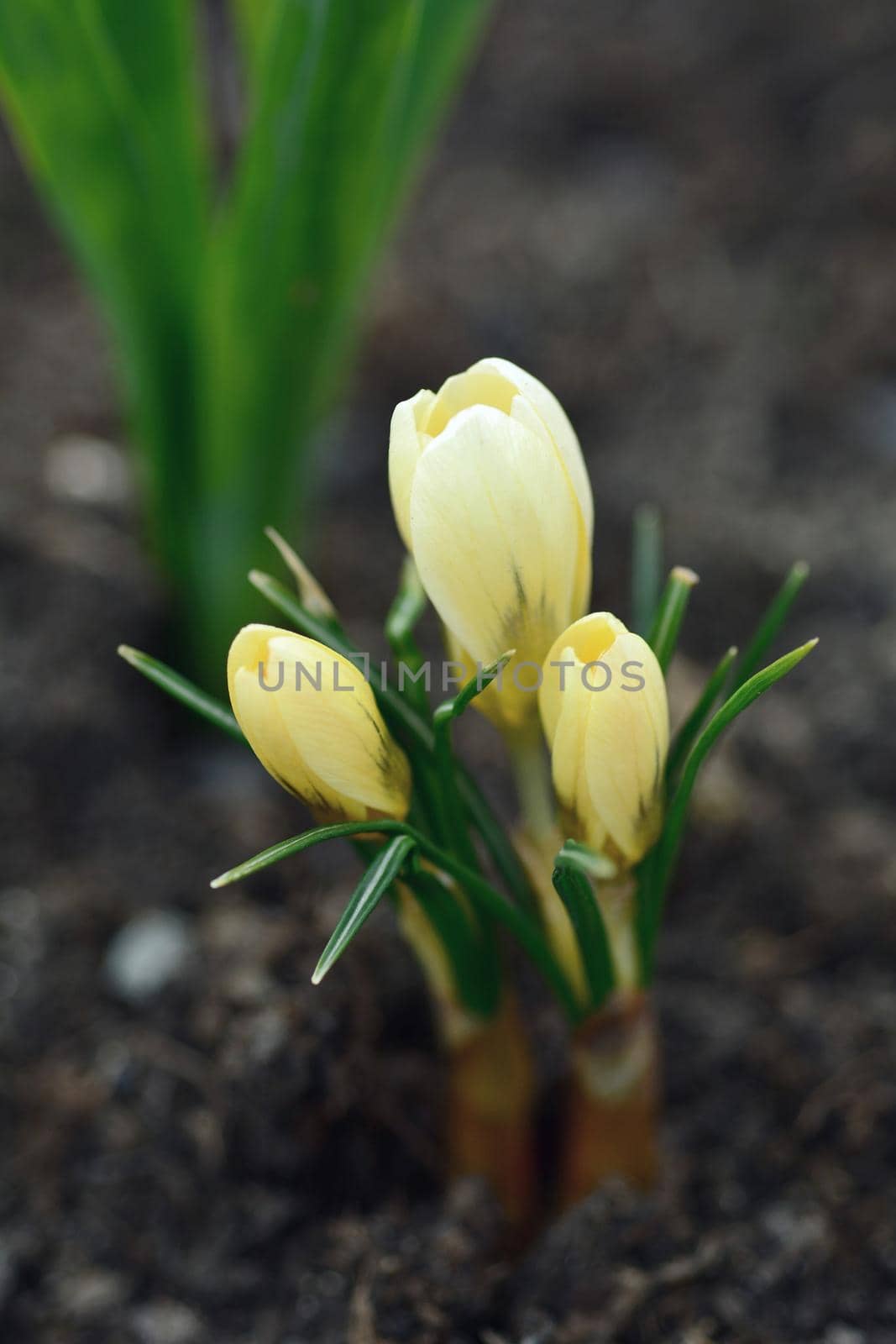 Growing spring yellow giant crocus (Crocus vernus) in the soil.