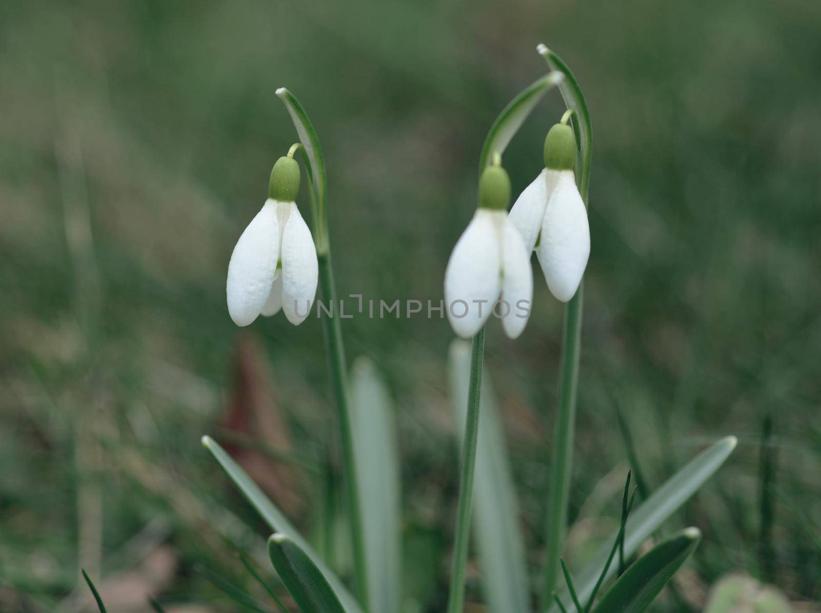 Closeup of snowdrops, Galanthus nivalis by hamik