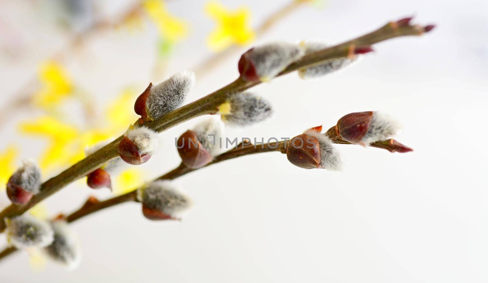 Spring Easter willow branches with small silvery fur buds, also known as pussy willow.
