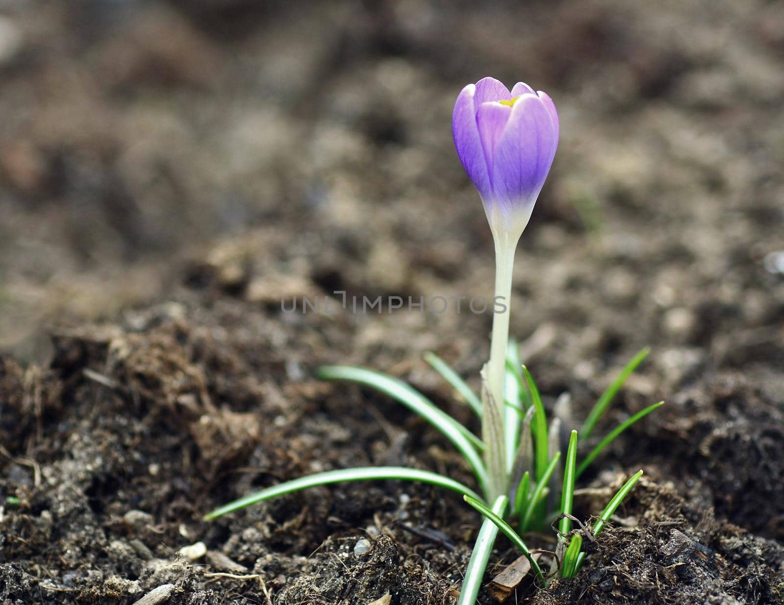 Spring crocus (Crocus vernus) by hamik