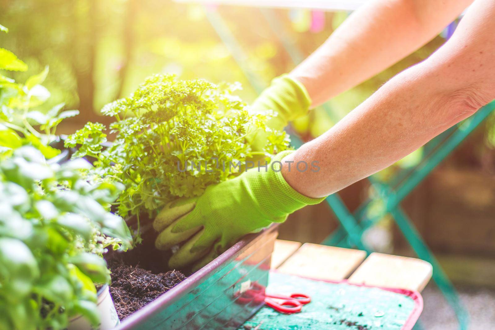 Woman is planting vegetables and herbs, urban gardening. Fresh plants and soil.