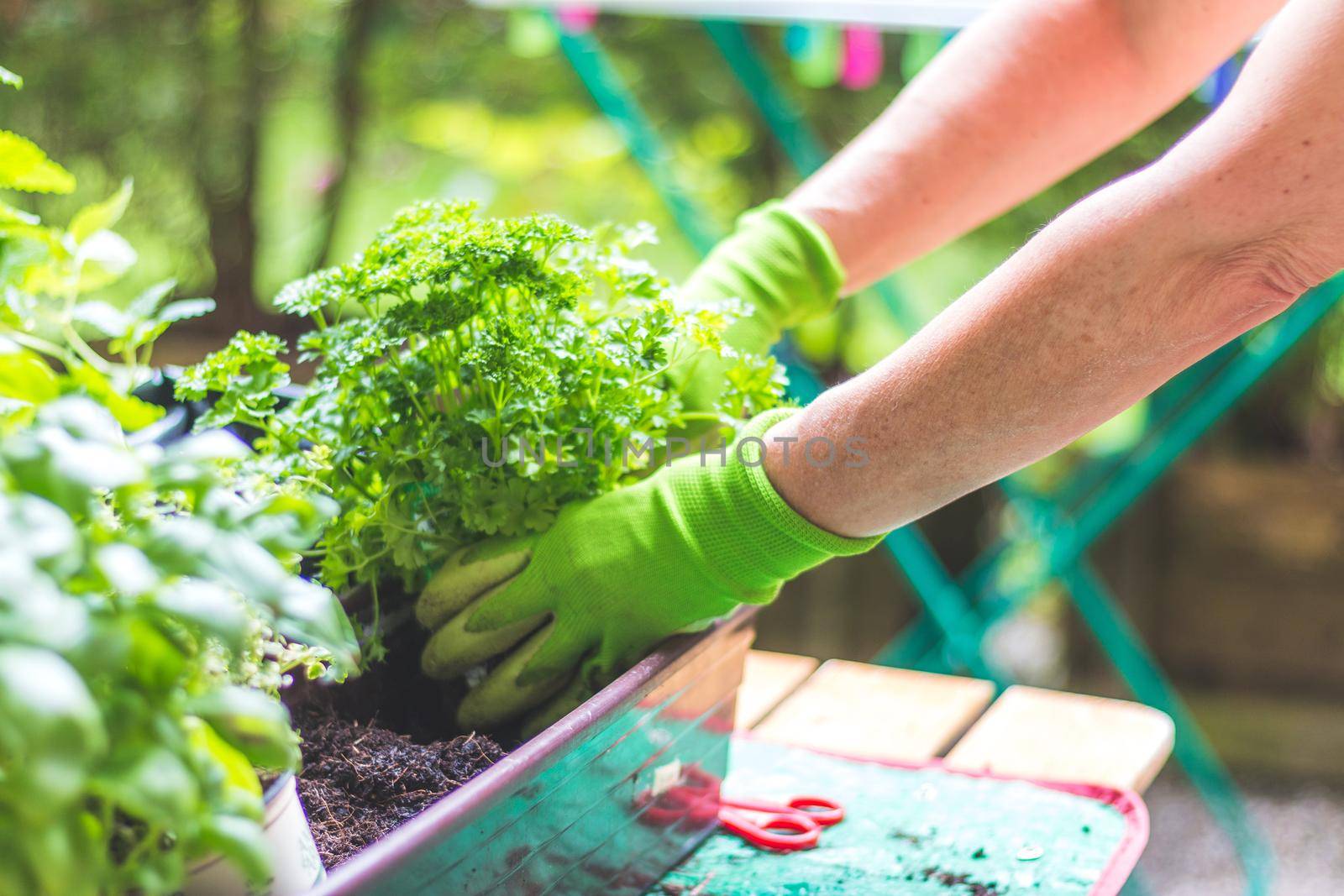 Woman is planting vegetables and herbs, urban gardening. Fresh plants and soil.