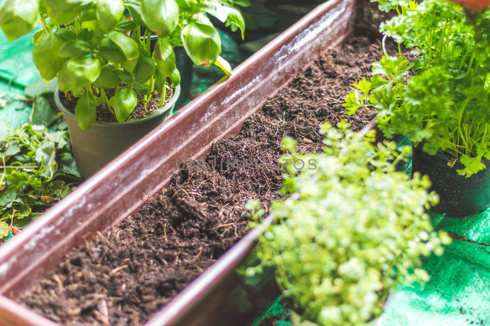 Closeup of fruitful soil for planting vegetables and herbs