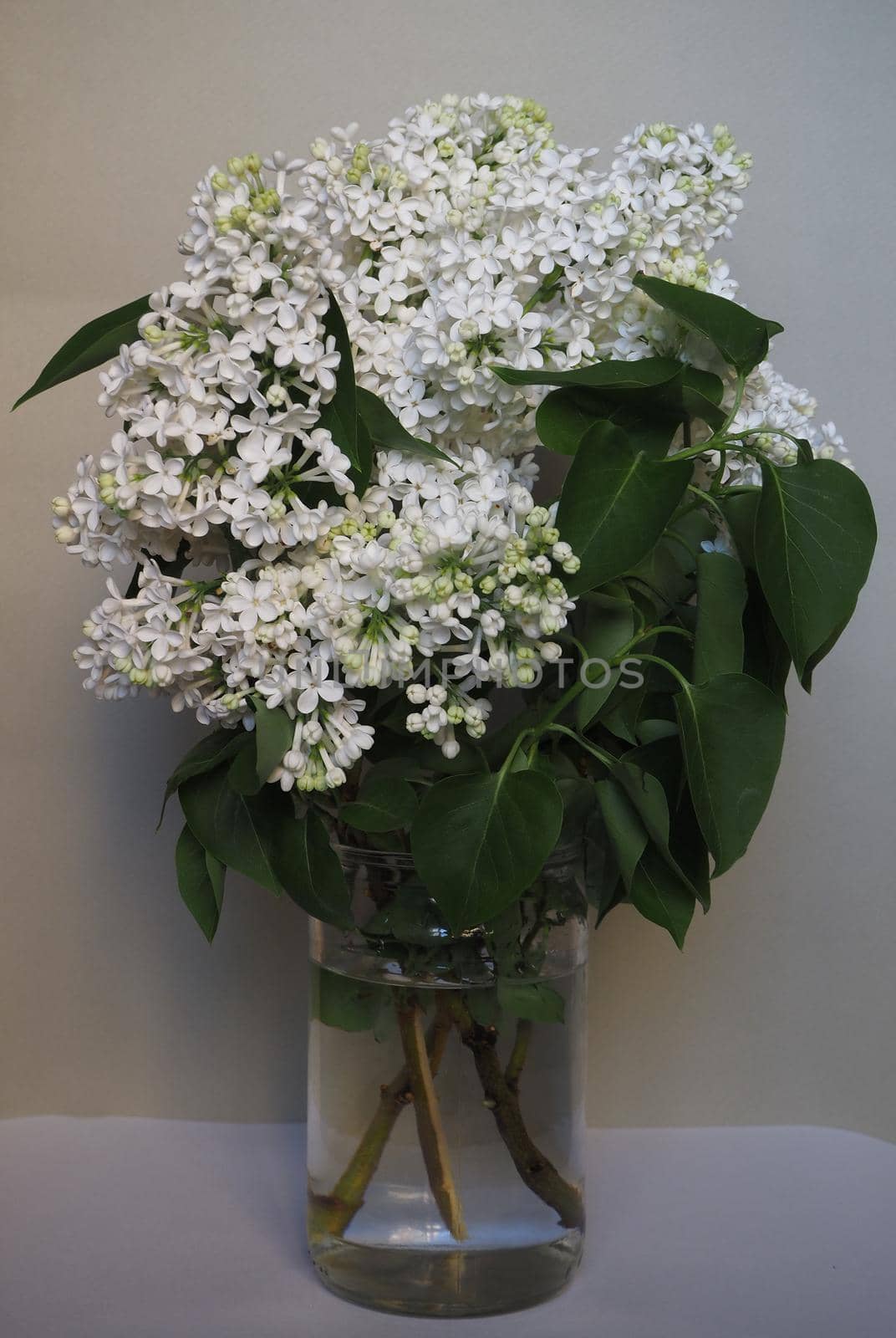 A beautiful bouquet of white lilac in the jar. Close-up.