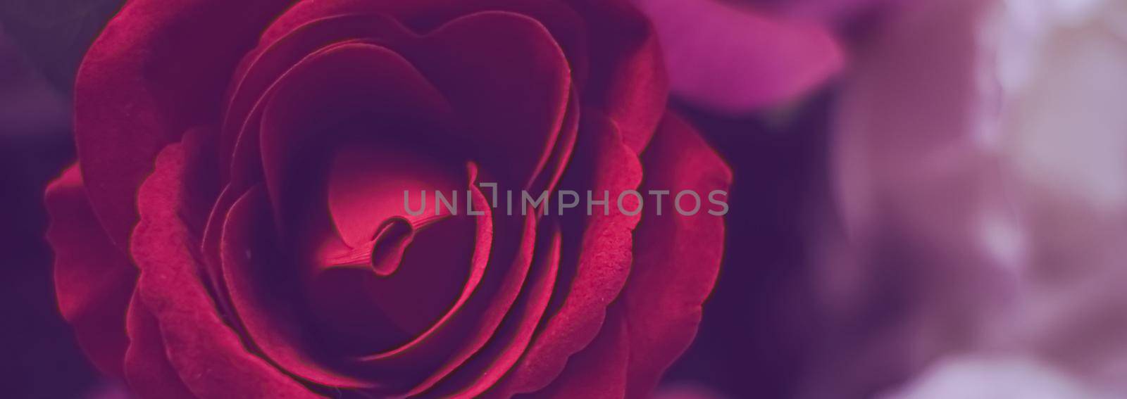 Roses as floral decoration for wedding and flower shop decor concept