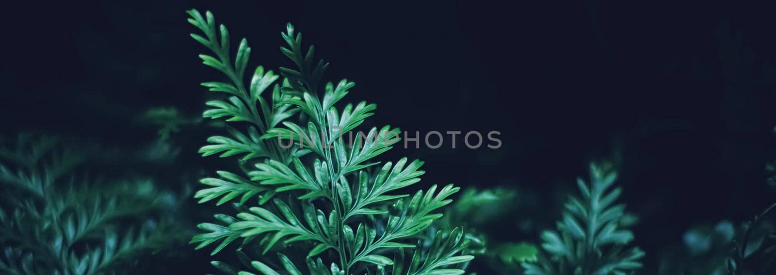 Exotic plant leaves at night as nature background closeup