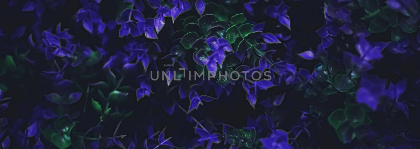 Exotic purple flowers and leaves at night as nature background closeup