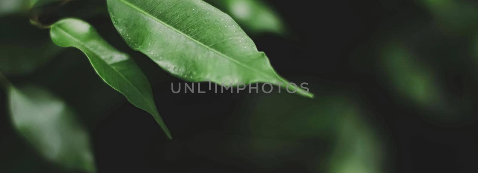 Fresh green leaves in a dark forest, nature and environment concept