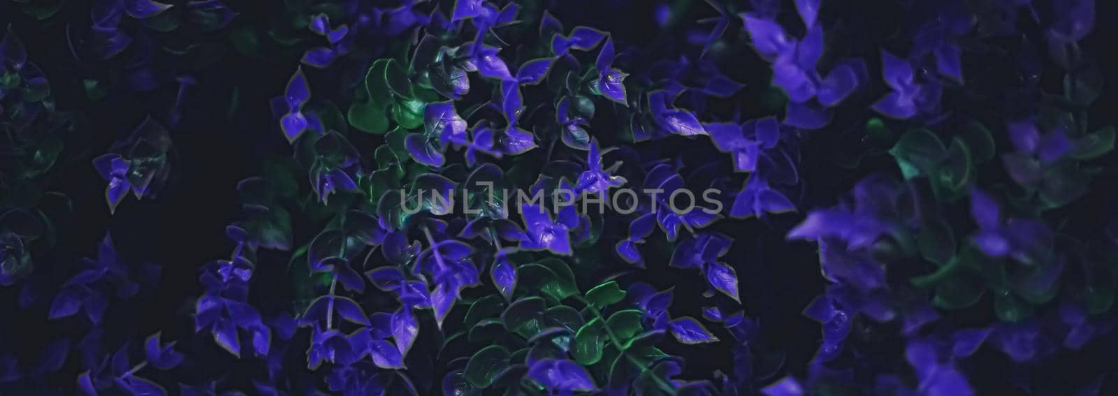 Exotic purple flowers and leaves at night as nature background closeup