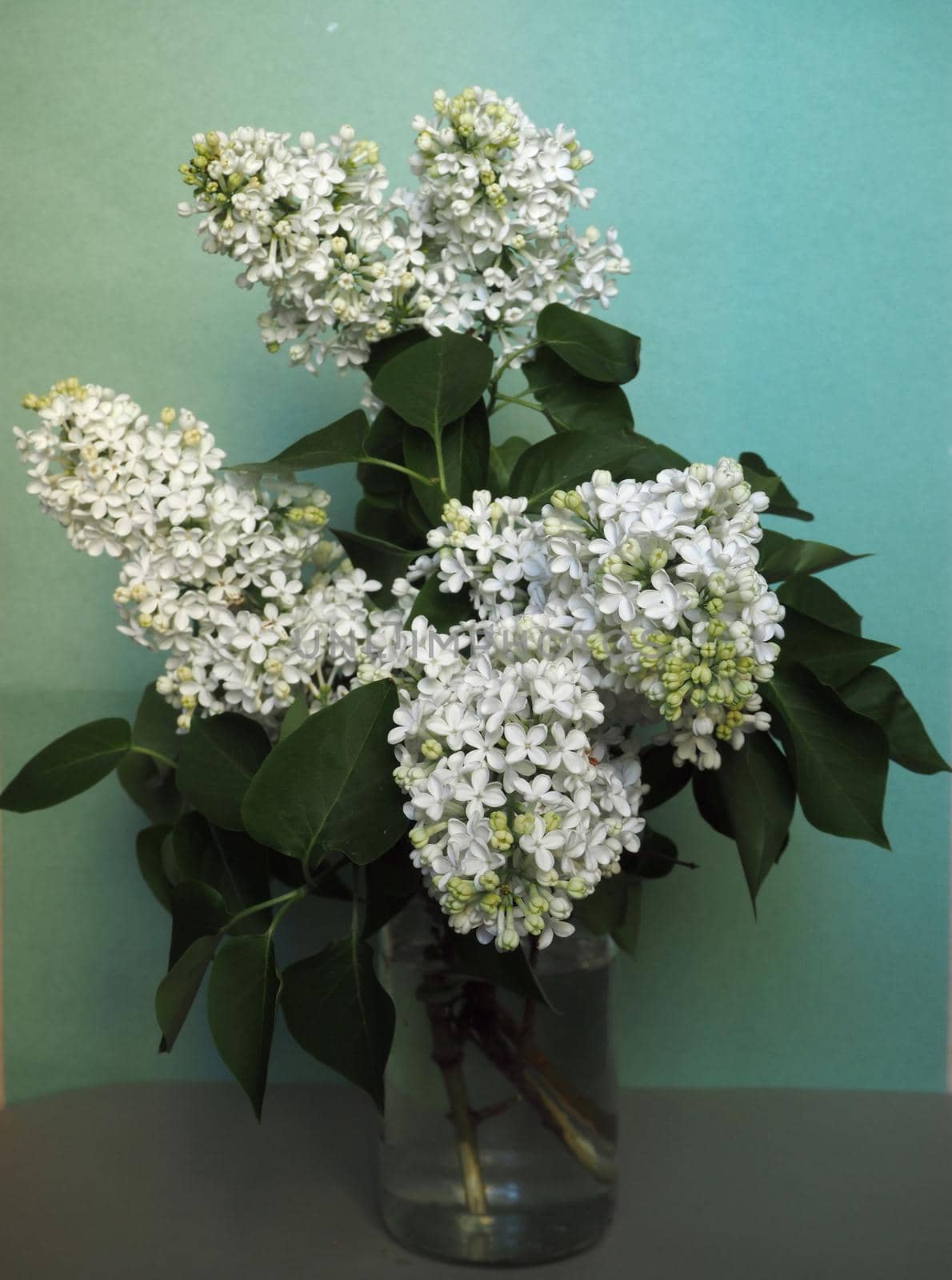 A beautiful bouquet of white lilac in the jar. Close-up.