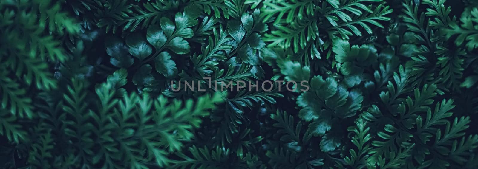 Exotic plant leaves at night as nature background closeup