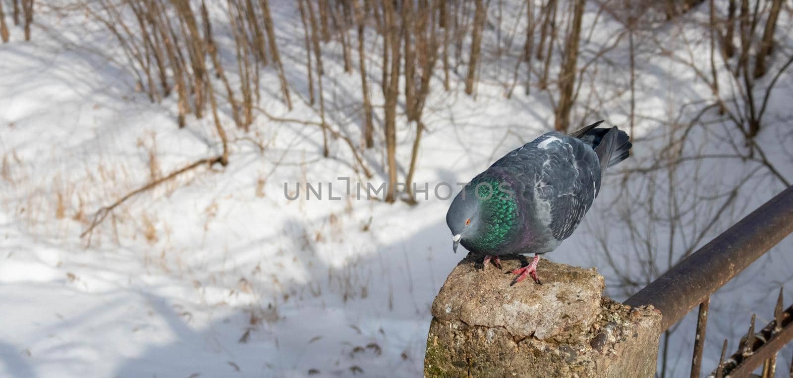 Pigeon on the railing of the pedestrian bridge in the park in winter.