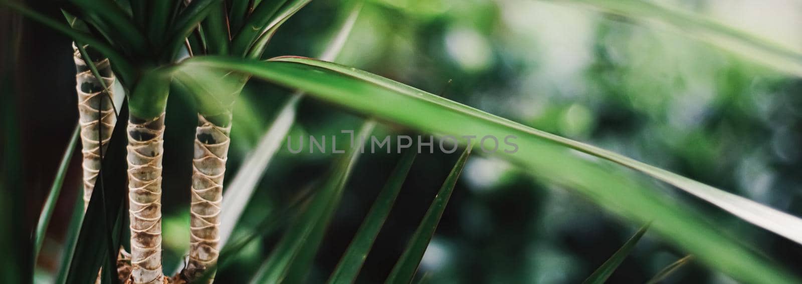 Exotic palm tree leaves, green nature and summer holiday closeup
