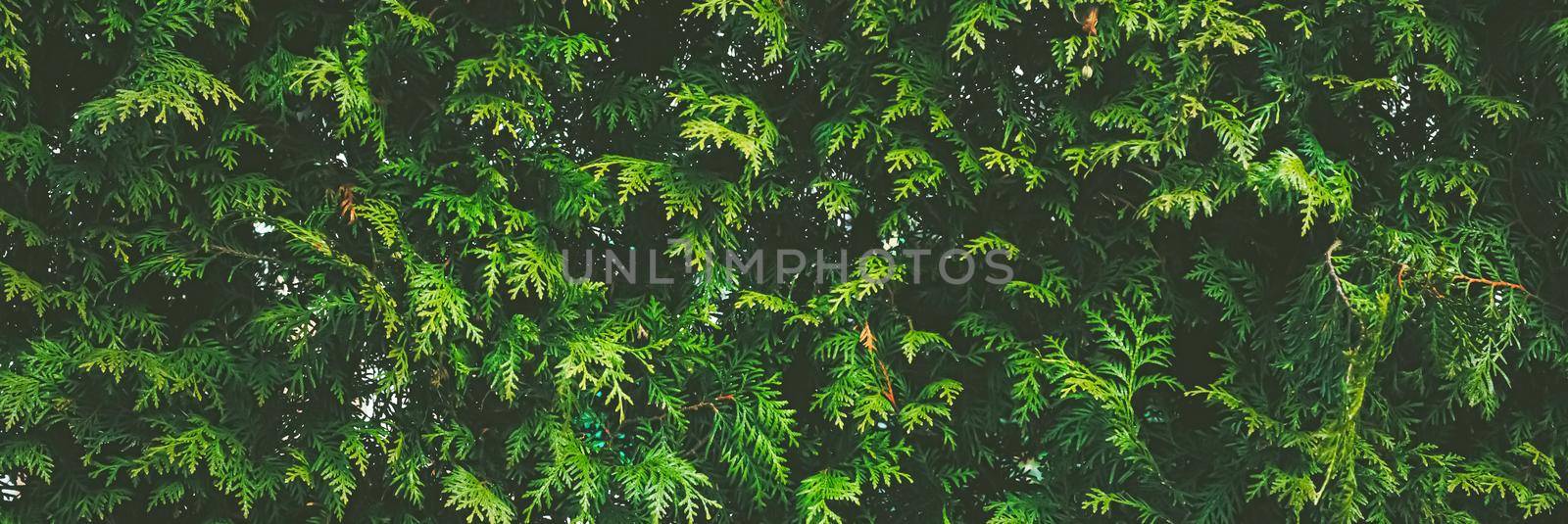 Thuja shrub wall as plant texture and nature background design