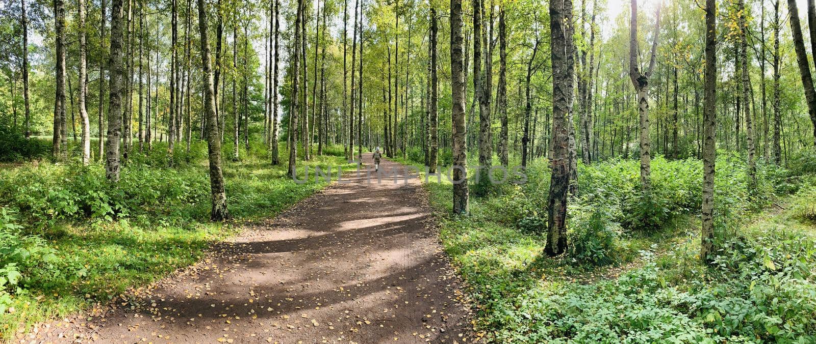 Panorama of first days of autumn in a park, long shadows, blue sky, Buds of trees, Trunks of birches, sunny day, path in the woods, yellow leafs, perspective