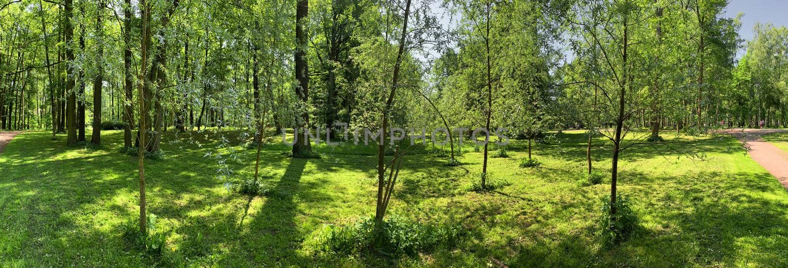 Panorama of first days of autumn in a park, long shadows, blue sky, Buds of trees, Trunks of birches, sunny day, path in the woods, yellow leafs by vladimirdrozdin