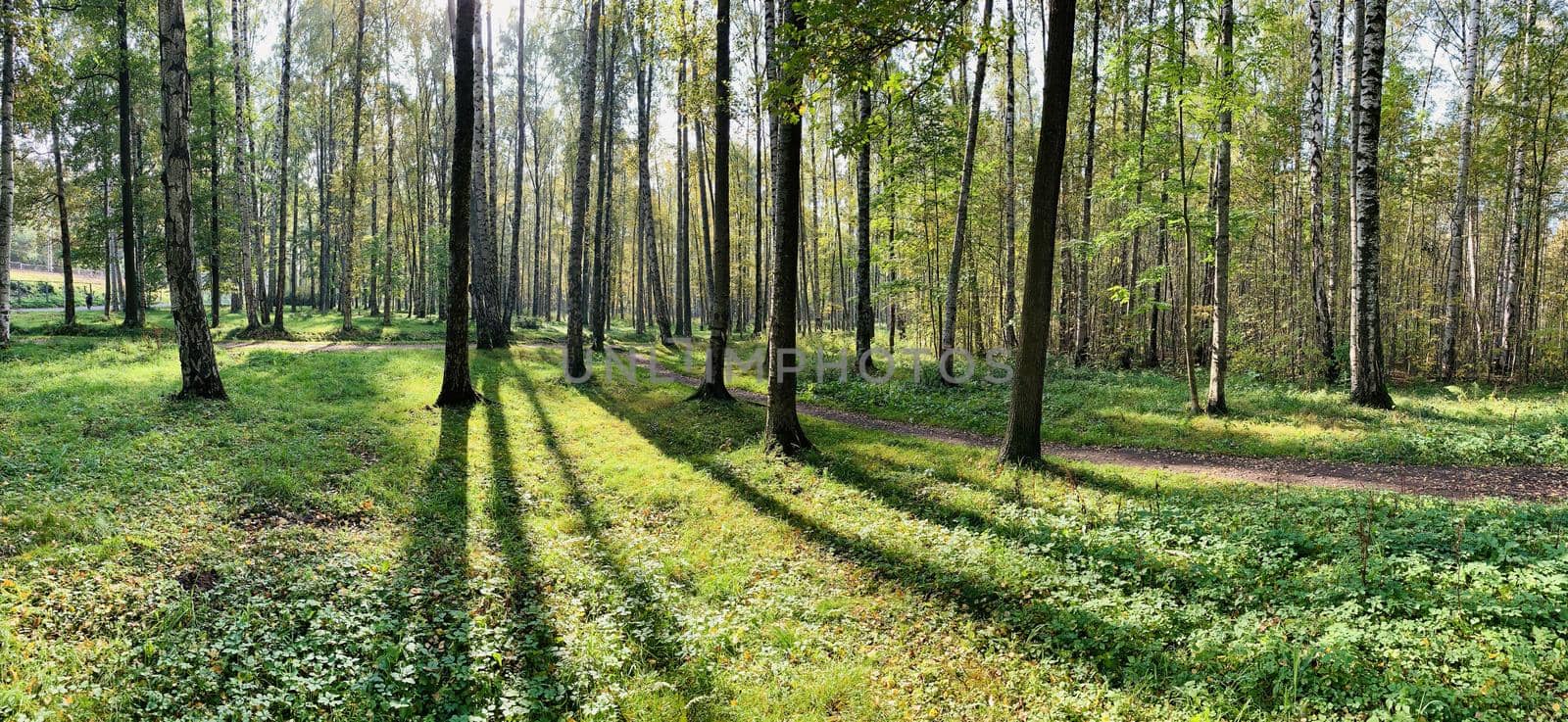 Panorama of first days of autumn in a park, long shadows, blue sky, Buds of trees, Trunks of birches, sunny day, path in the woods, yellow leafs by vladimirdrozdin