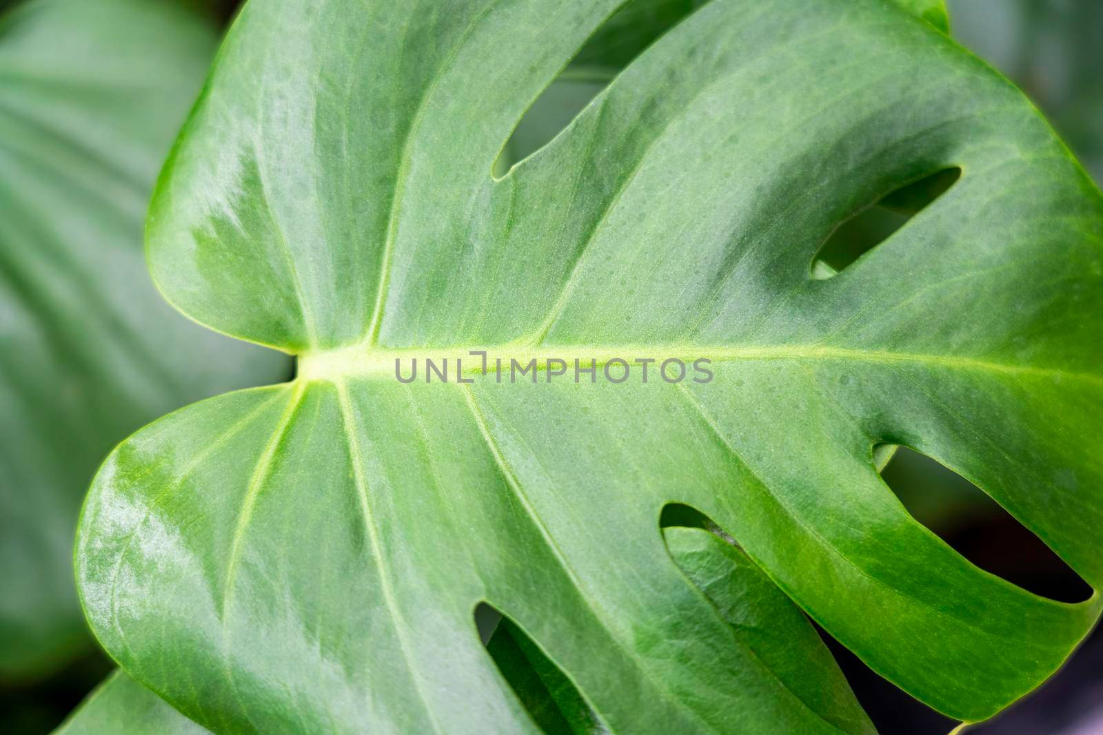 tropical plant leaves close up as background. High quality photo