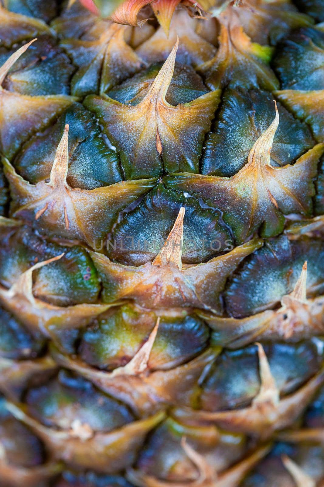 Surface of pineapple Skin close up texture by galinasharapova