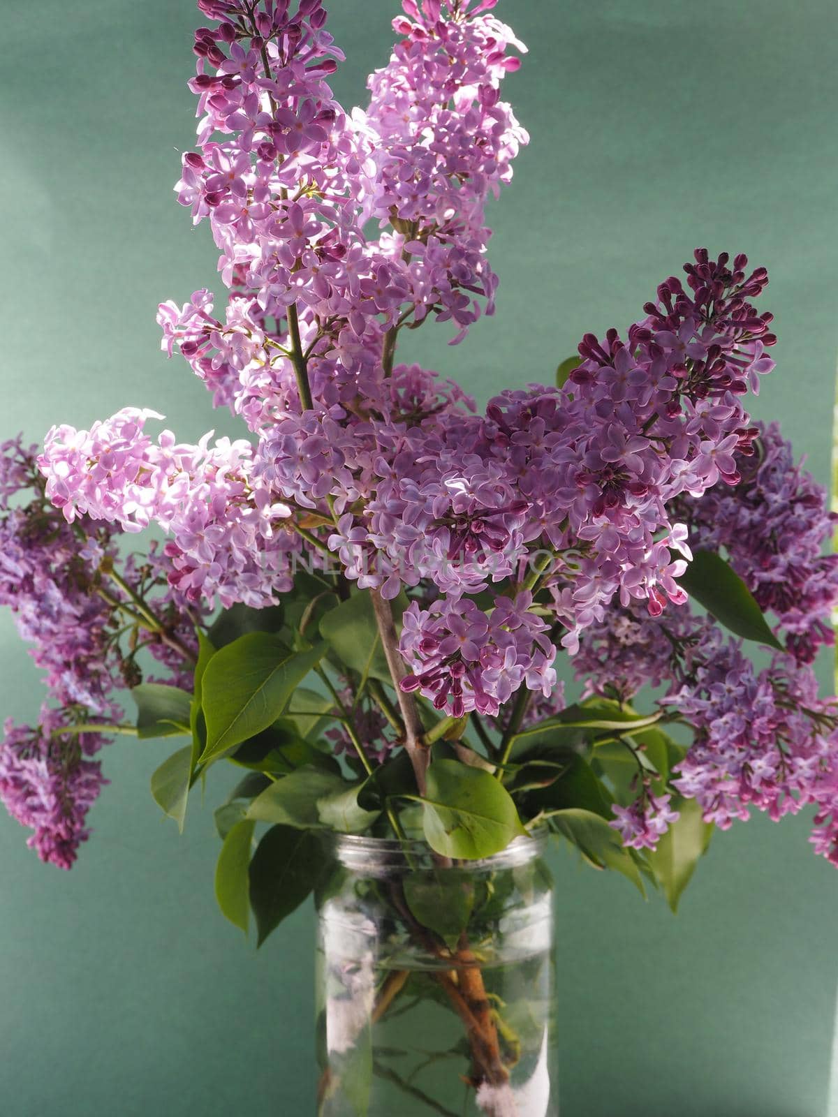 A beautiful bouquet of lilac lilac in a glass vase on a turquoise background.