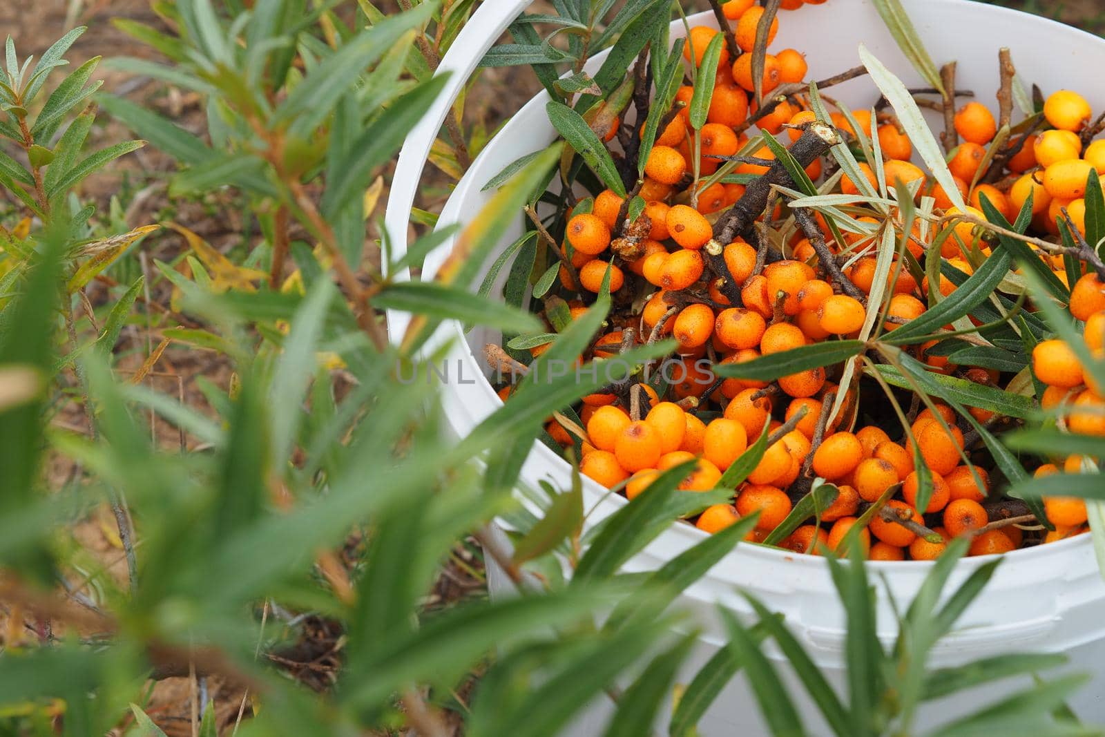 Ripe buckthorn berries in a bucket, Harvest yellow buckthorn. Blurred background.