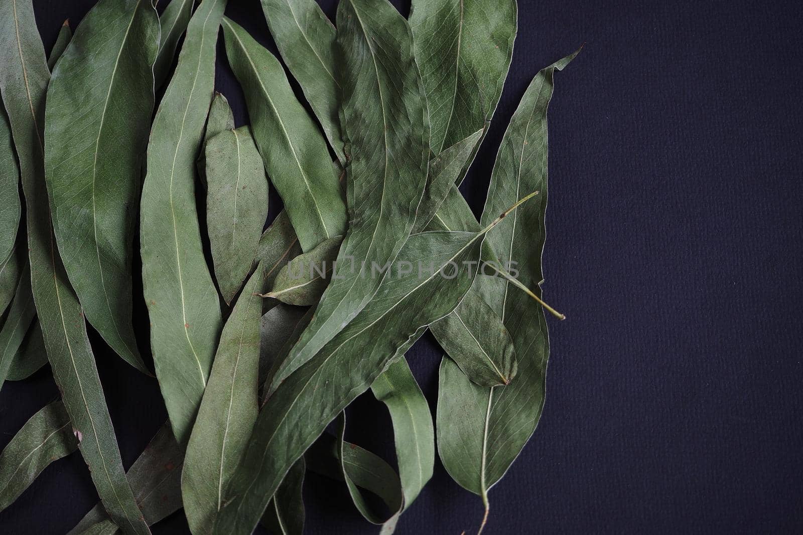 Dried eucalyptus leaves on a black background. by Olga26