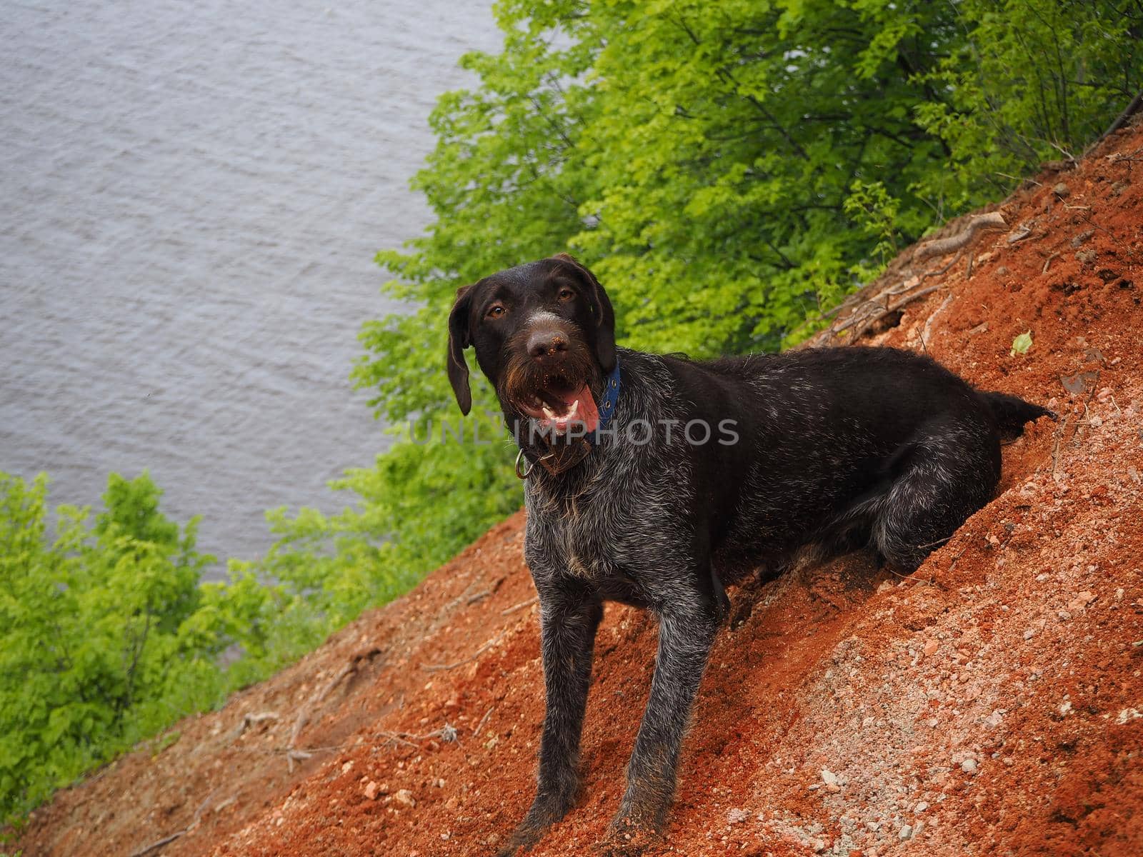 Dog hunter by the river in nature in summer. Close-up.