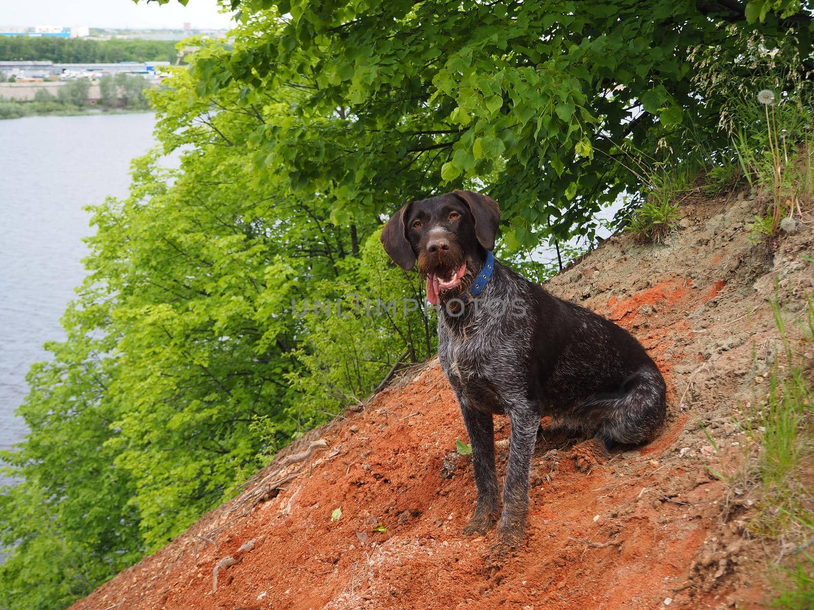 Dog hunter by the river in nature in summer. Close-up.