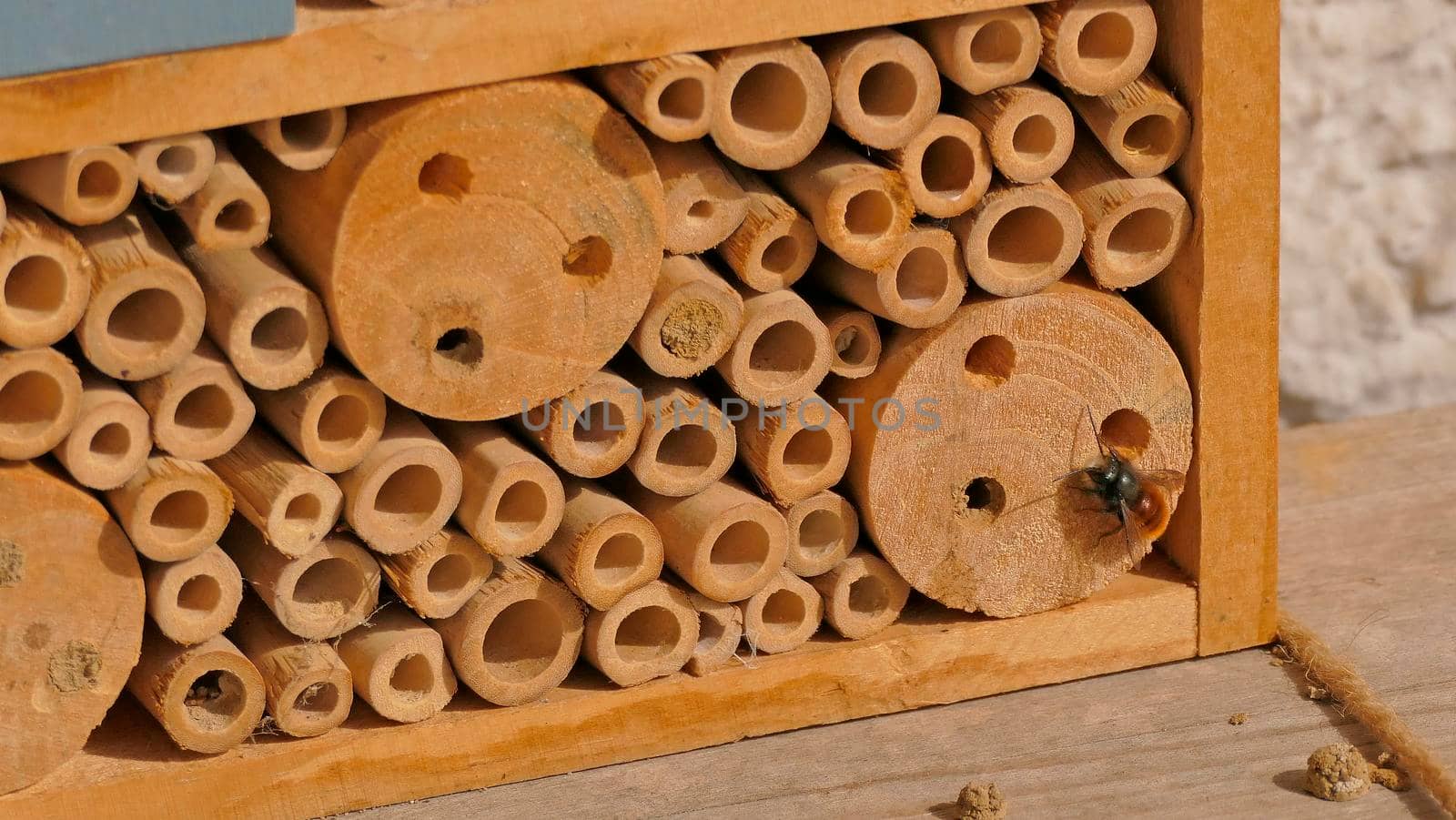 insect hotel with the European orchard bee by Jochen