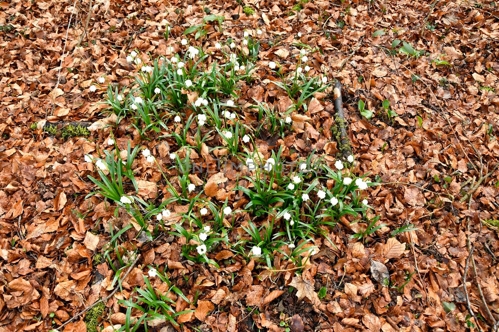 Snowflake, early spring flower in the Autal, Bad Ueberkingen, Germany