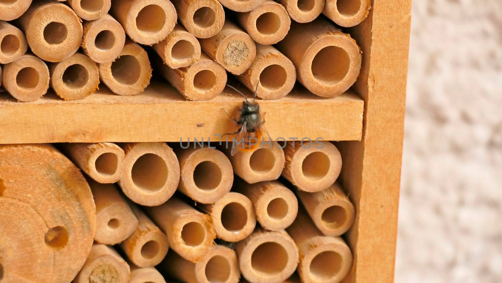 insect hotel with the European orchard bee