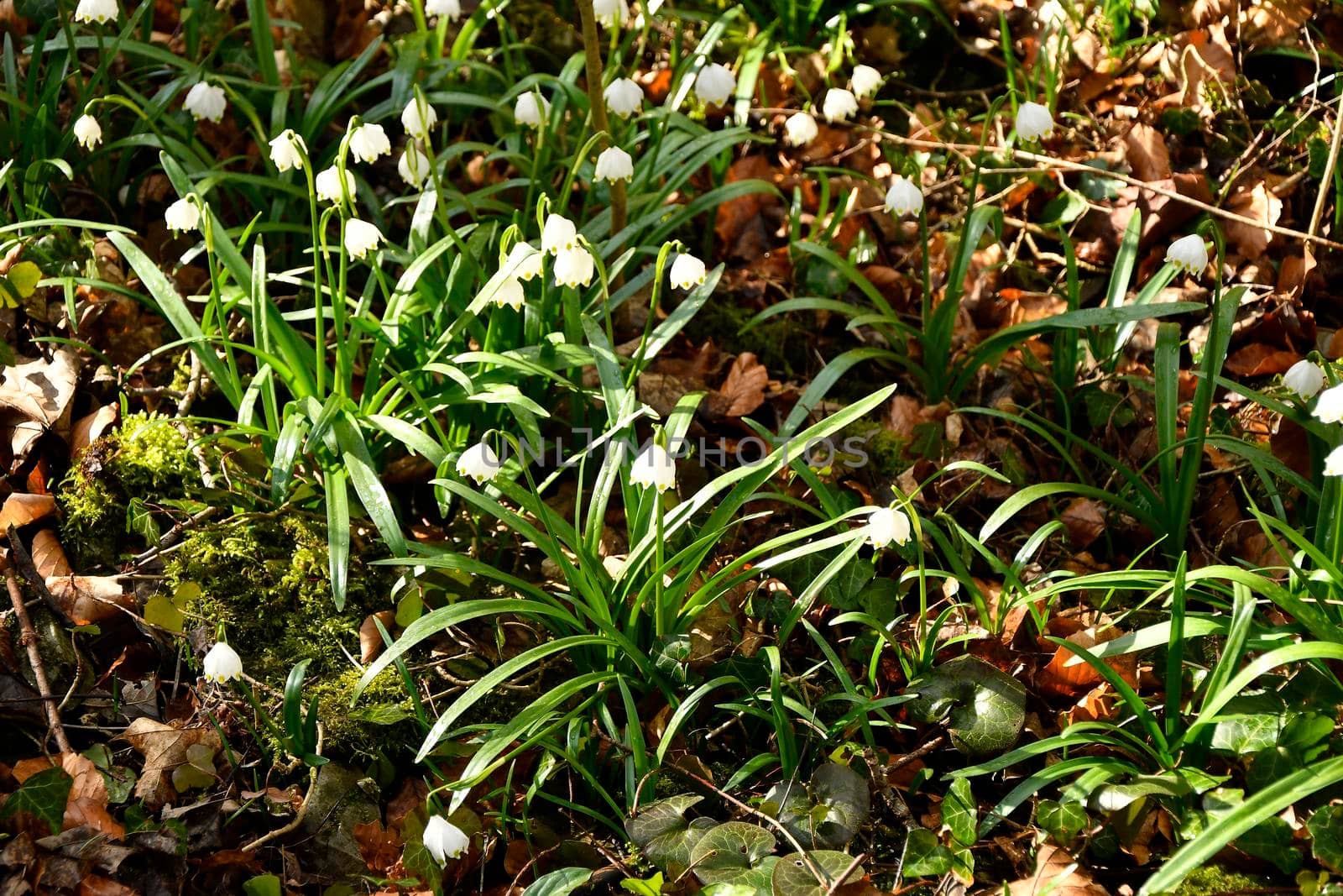 Snowflake, early spring flower in the Autal, Bad Ueberkingen, Germany by Jochen