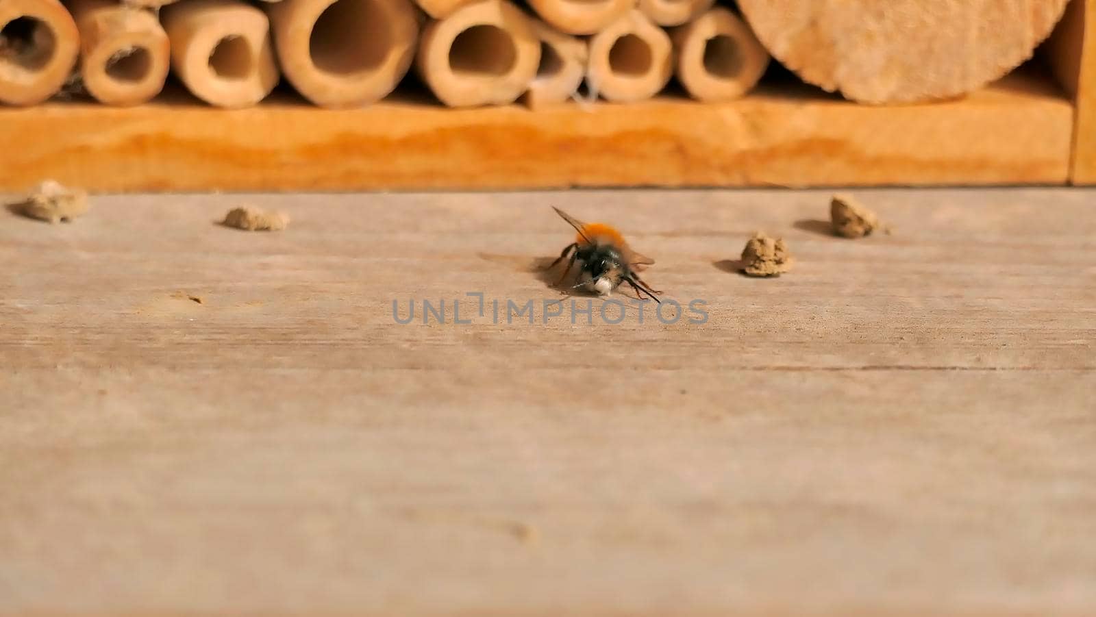 insect hotel with the European orchard bee