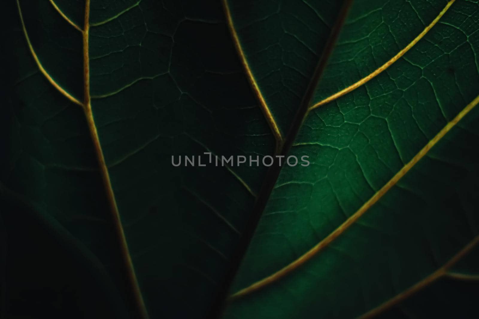 Exotic green leaf as organic nature background, climate change and eco environment concept