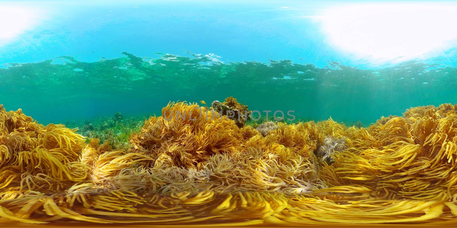 Coral Reef and Fishes Underwater. Underwater fish reef marine. Tropical colorful underwater seascape with coral reef. Philippines. 360 panorama VR