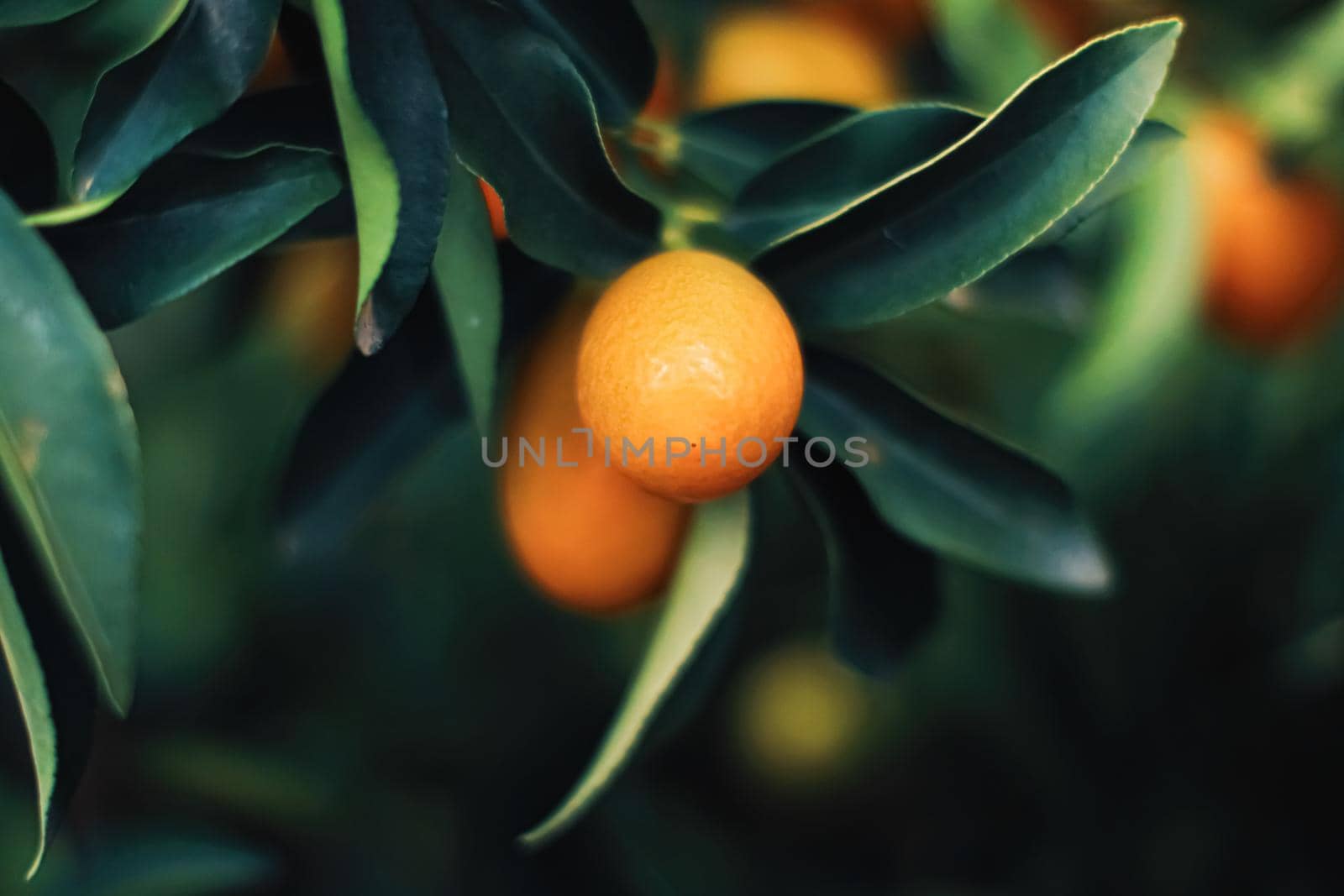 Mandarin tree in exotic fruit garden, organic food and fruitful plant concept