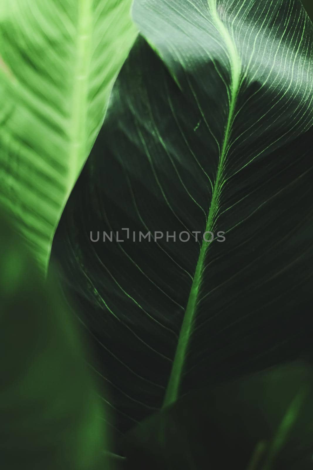 Exotic green leaf as organic nature background, climate change and eco environment concept